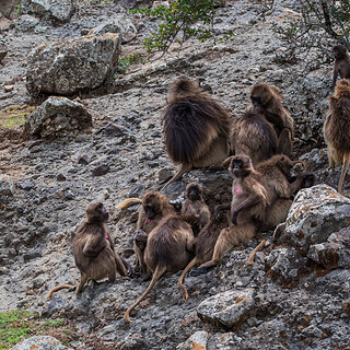 Debre Libanos - Geladas